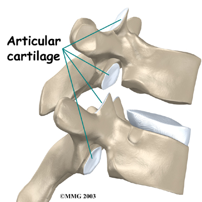 Facet Joint Spine