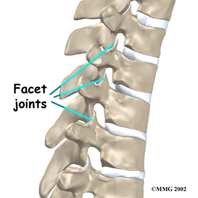 Facet Joint Spine